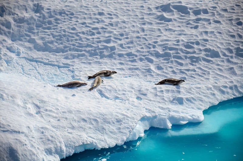 Antarctic Landscape