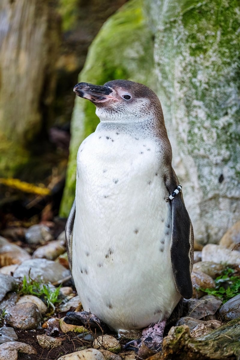 Penguin in the Antarctic